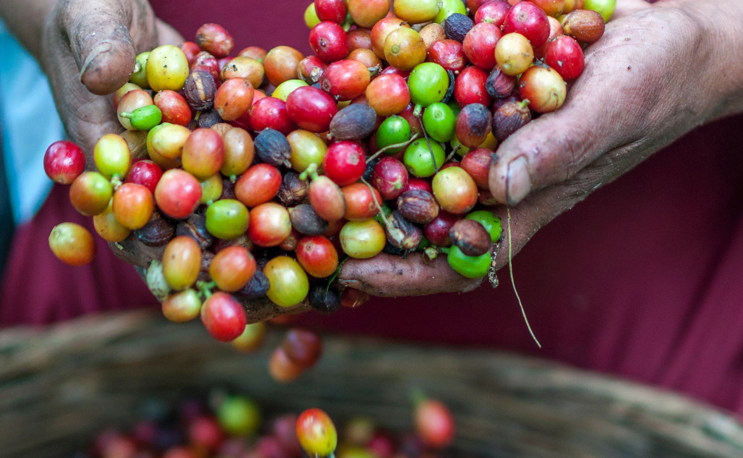 fresh beans, source from local farms and from all over the world